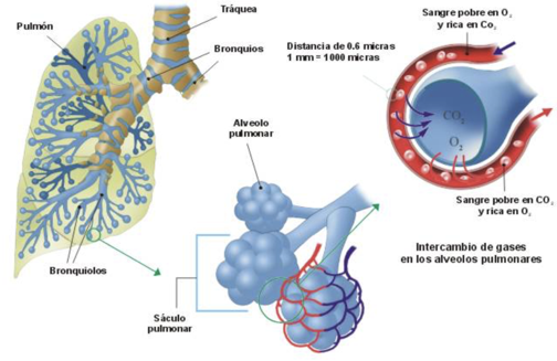alveols